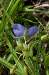 Virginia spiderwort